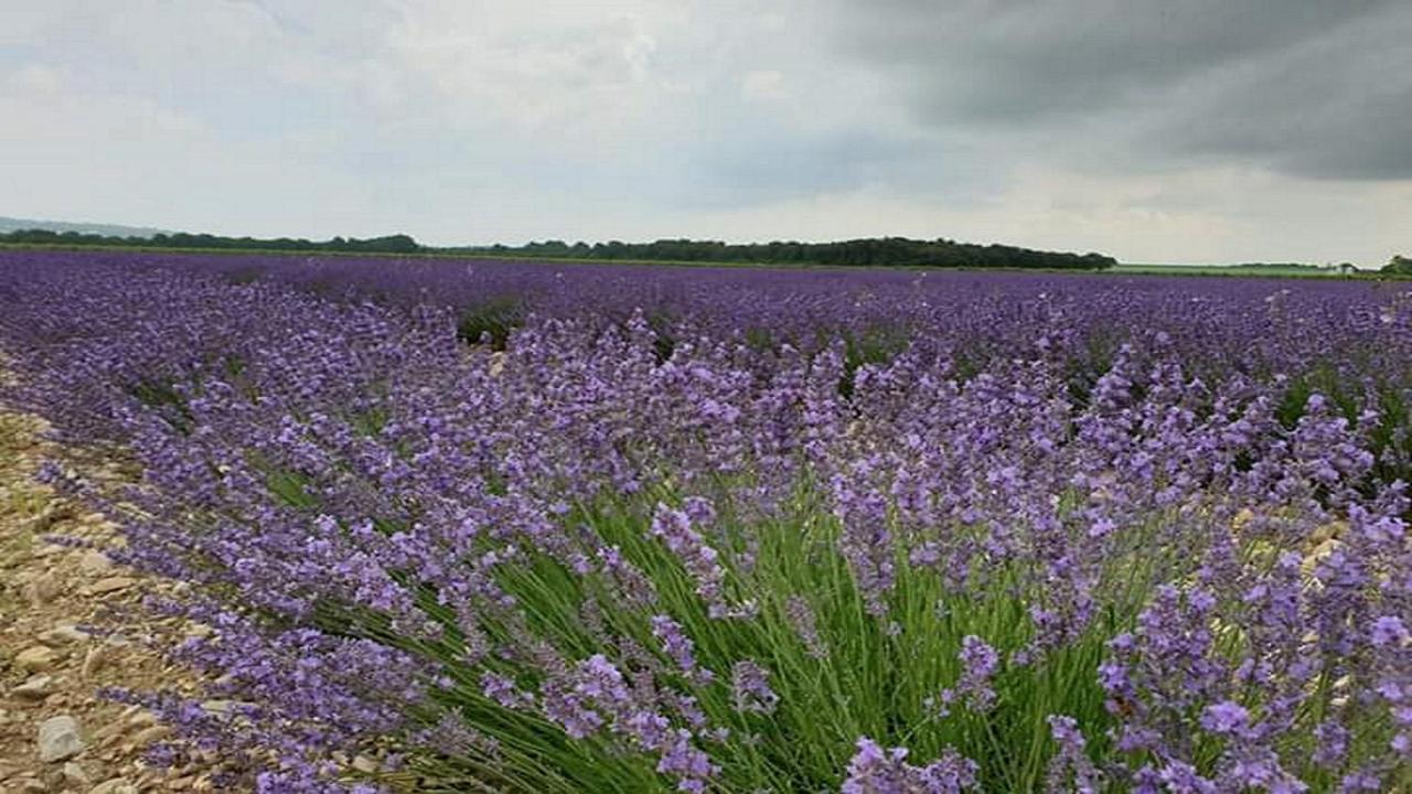 Gite La Joliette Et Le Chesnaie Grillon Zewnętrze zdjęcie